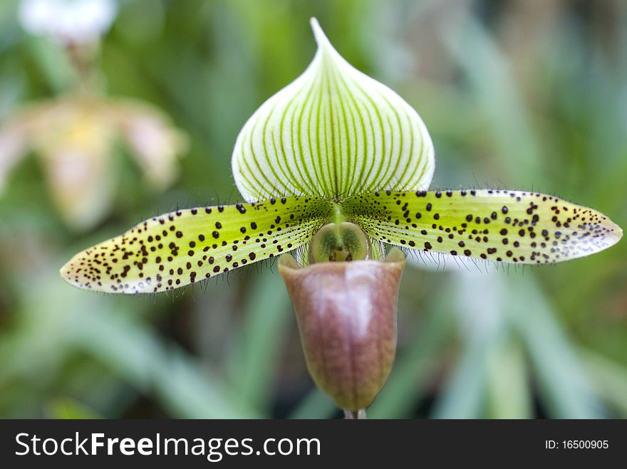 Paphiopedilum Orchid photographed in the park