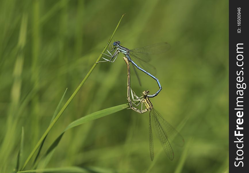 Dragonflies does mating on the blade of grass. Dragonflies does mating on the blade of grass.