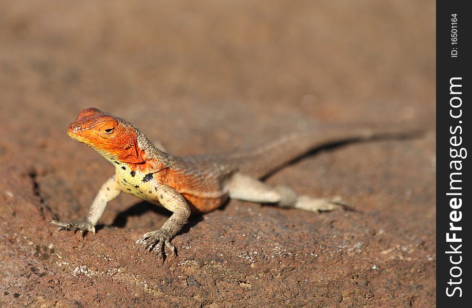 Bright orange Lava Lizard on the rocks in the Galapagos Islands.