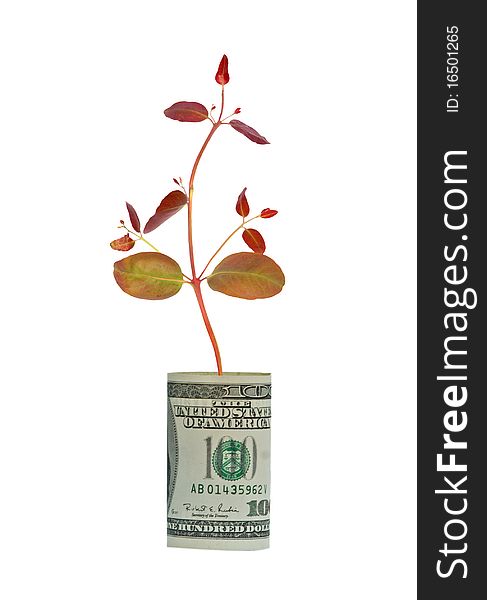 Tree  Growing From Dollar Bill