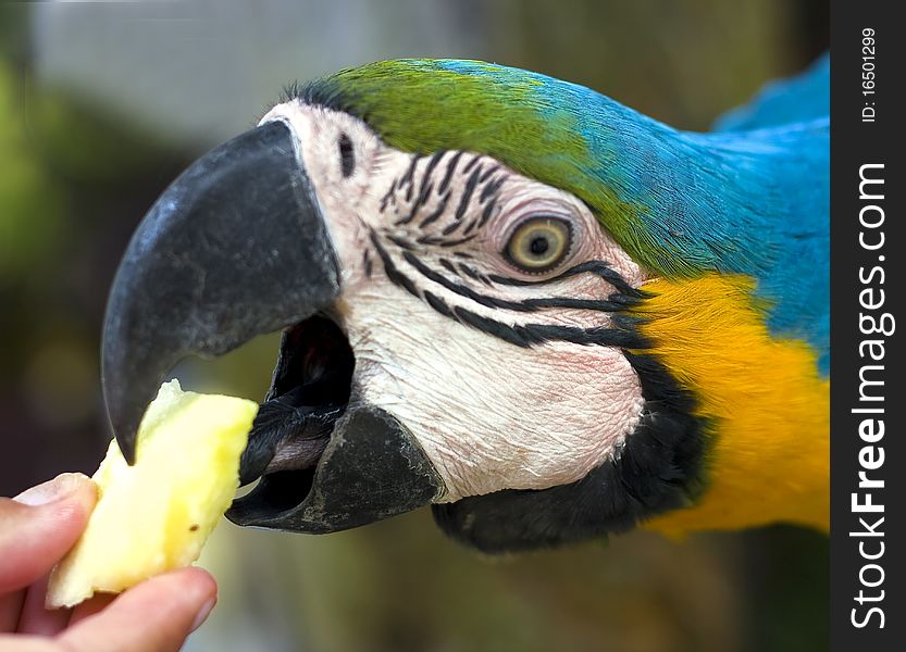 Feeding ara parrot with piece of an apple