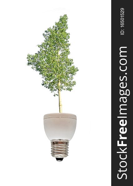 Tree growing from base of fluorescent lamp. Tree growing from base of fluorescent lamp