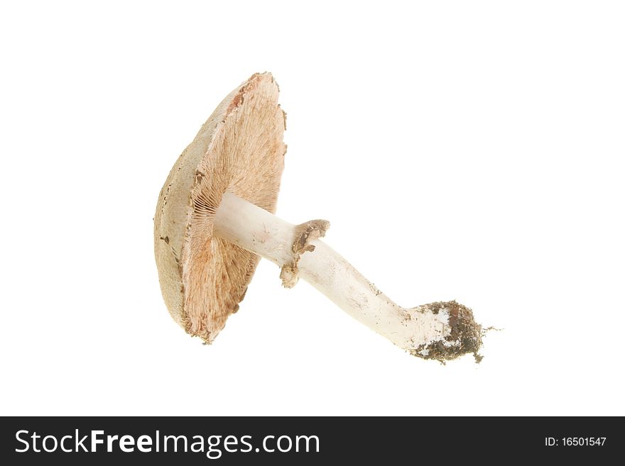 Single toadstool fungi isolated on white