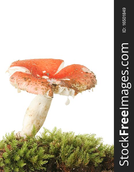 Portrait shot of a red capped toadstool in a bed of moss. Portrait shot of a red capped toadstool in a bed of moss
