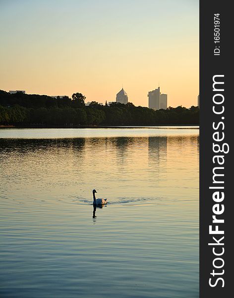 Early morning, the sun just appeared in the sky. A swan, swimming towards me, asking for food. Not far away, there were many builings. Early morning, the sun just appeared in the sky. A swan, swimming towards me, asking for food. Not far away, there were many builings.