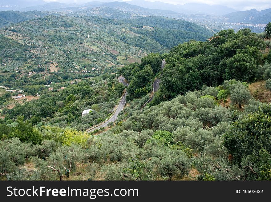 Olive groves on hills (Campania, Italy)