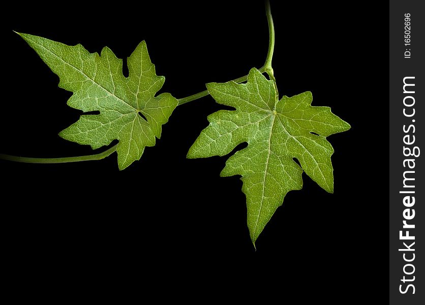 Melon vine isolated on black background