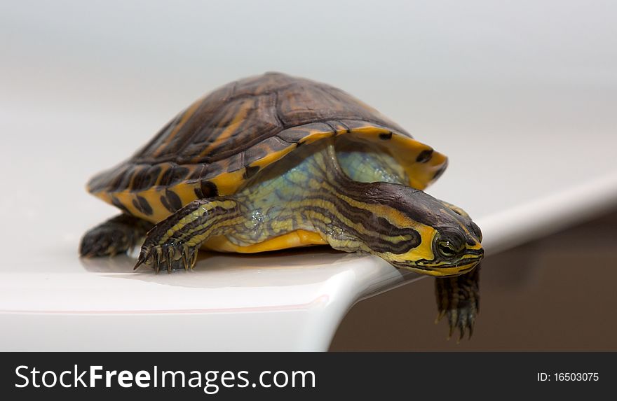 Tartaruga - Turtle