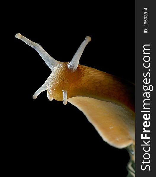 Portrait of a snail on a black background. Portrait of a snail on a black background