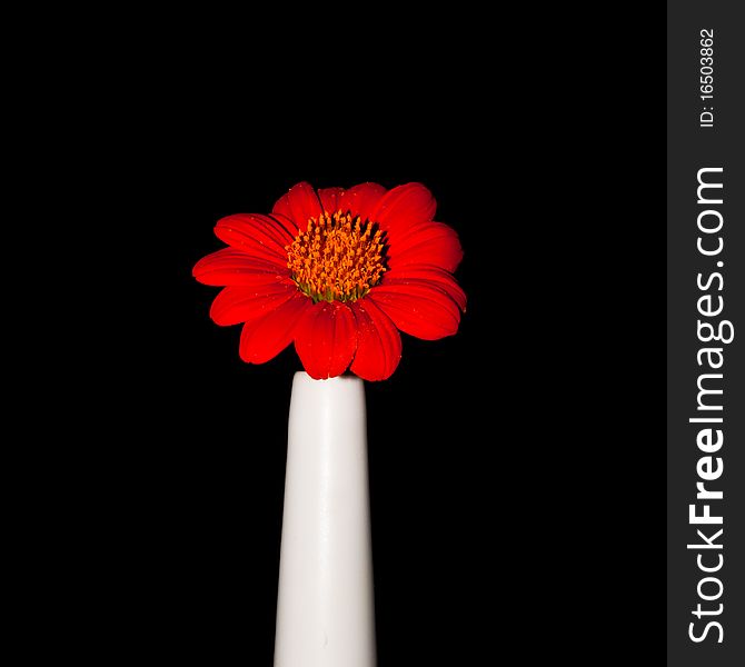 Red gerbera daisy isolated on black background