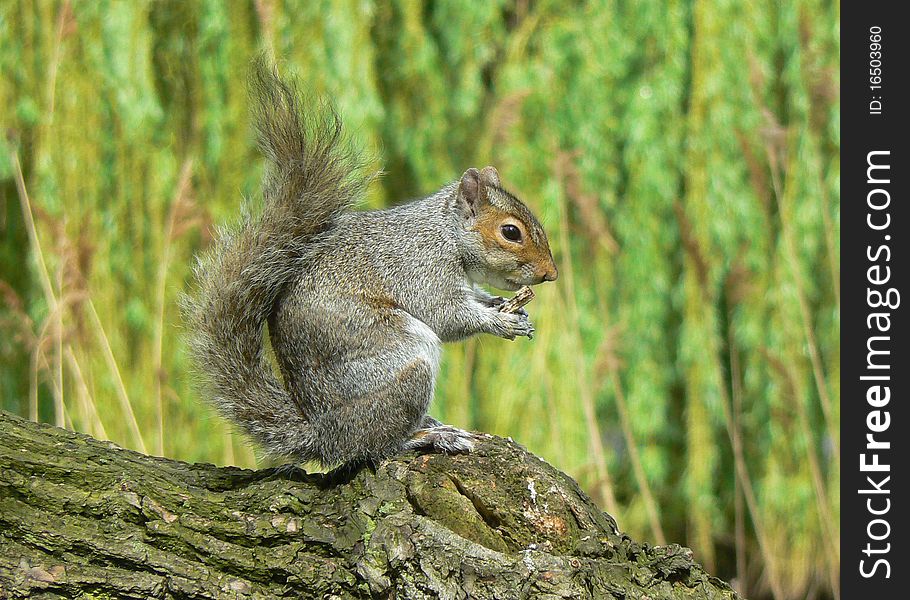 Squirrel eating on a branch. Squirrel eating on a branch