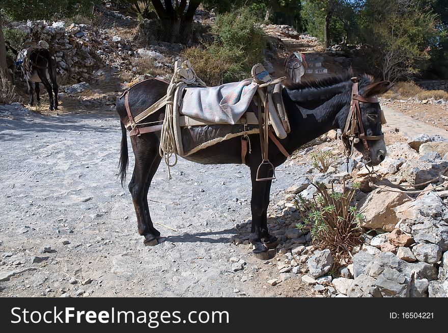 Donkeys in mountain of greece . Donkeys in mountain of greece .