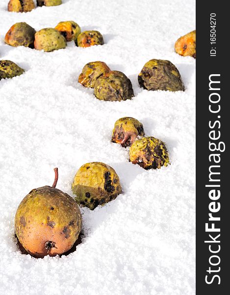 Yellow wizened pears falling in the snow