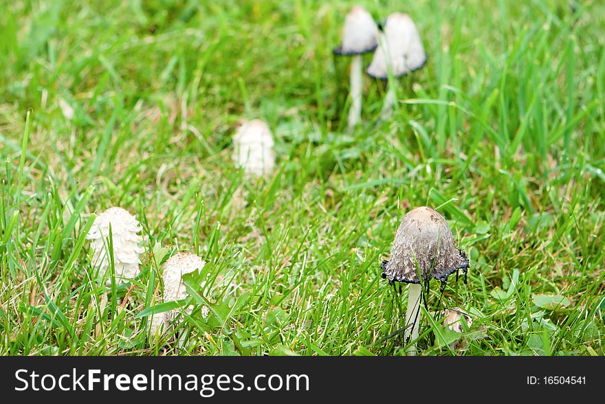 Grey mushroom on the green grass. Grey mushroom on the green grass