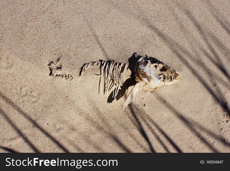 Fish bones in the sand