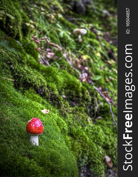 Small ref toadstool on the moss