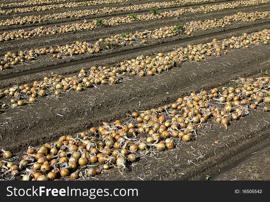 Field on which the onions are assembled and combined in numbers. Field on which the onions are assembled and combined in numbers