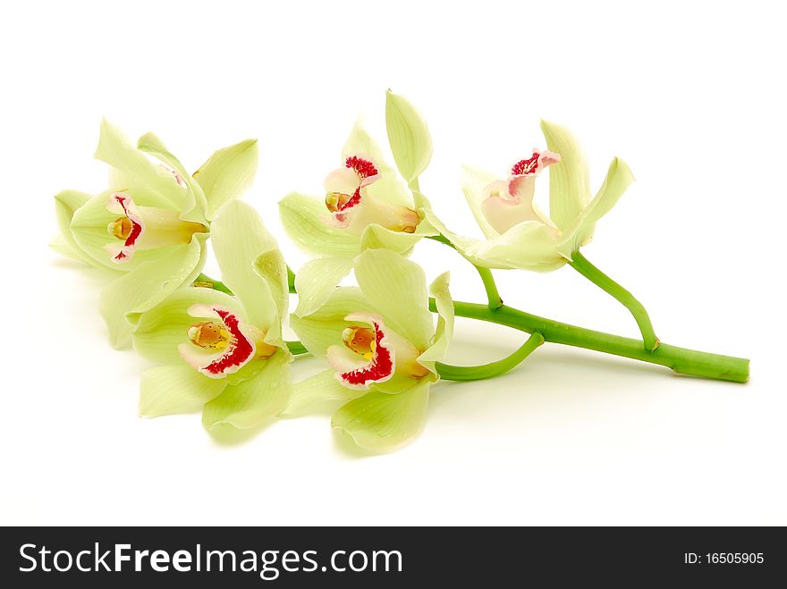 Branch of green orchids isolated. Branch of green orchids isolated