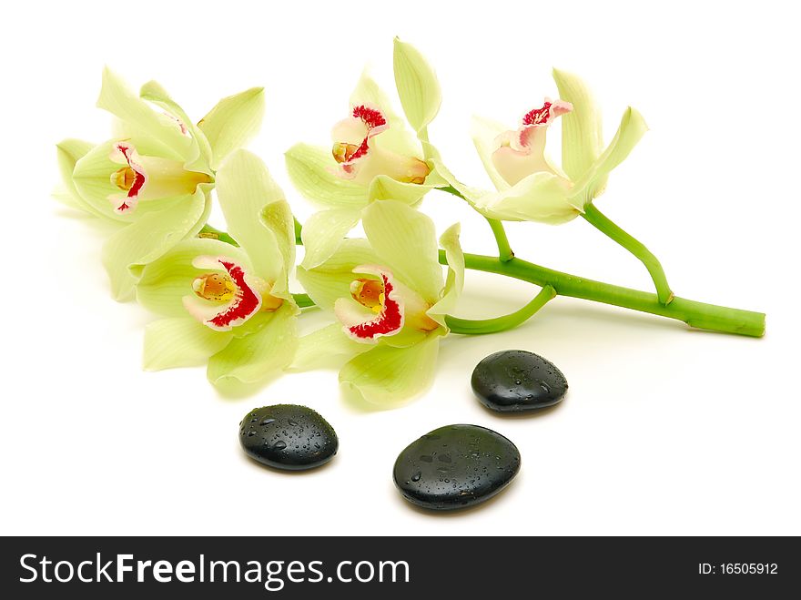 Stem of orchids with massage stones on a white background. Stem of orchids with massage stones on a white background