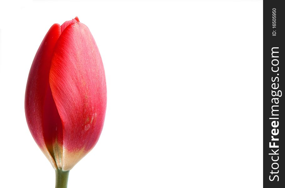 Red tulip flower isolated on white background. Red tulip flower isolated on white background