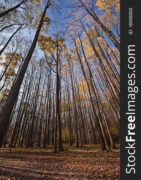 Tall trees in autumn forest