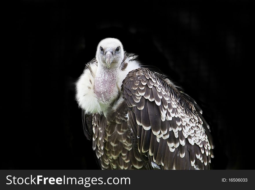 A awesome looking vulture on view at a country fair. A awesome looking vulture on view at a country fair