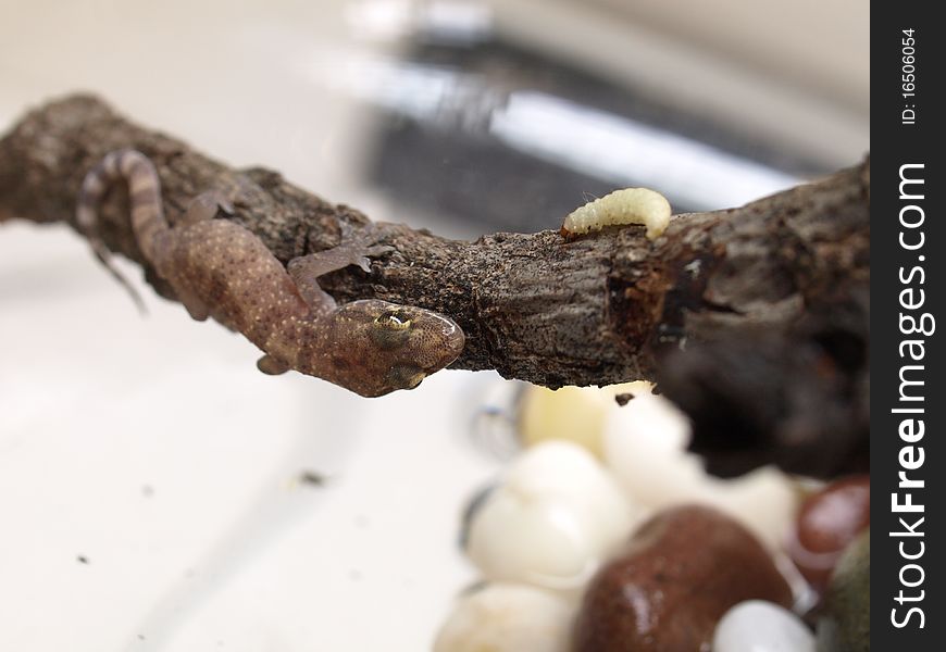 Feeding Of Gecko