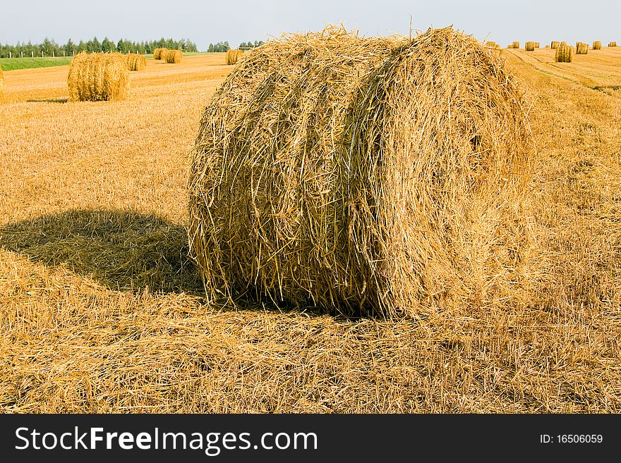 Straw which is assembled by a combine in bales. Straw which is assembled by a combine in bales