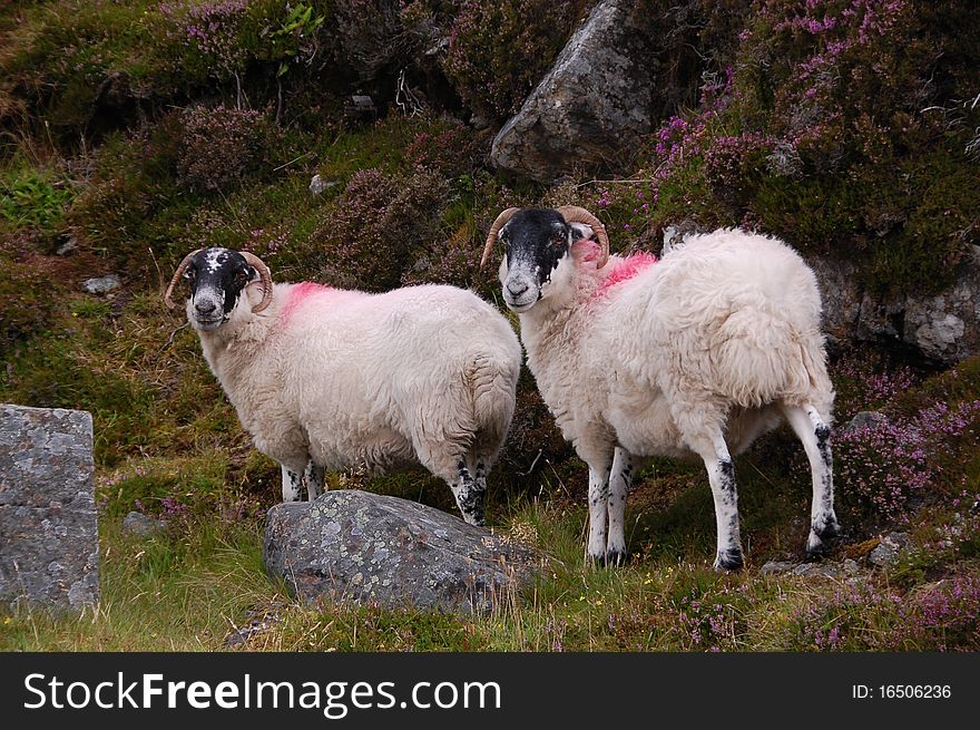 Two sheep with beautiful horns. Two sheep with beautiful horns.
