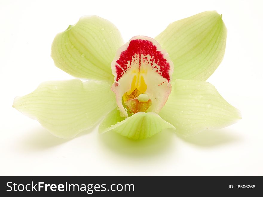 Close up of one green orchid on a white background. Close up of one green orchid on a white background