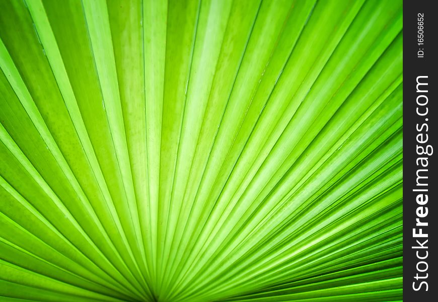 Abstract image of leaves in nature