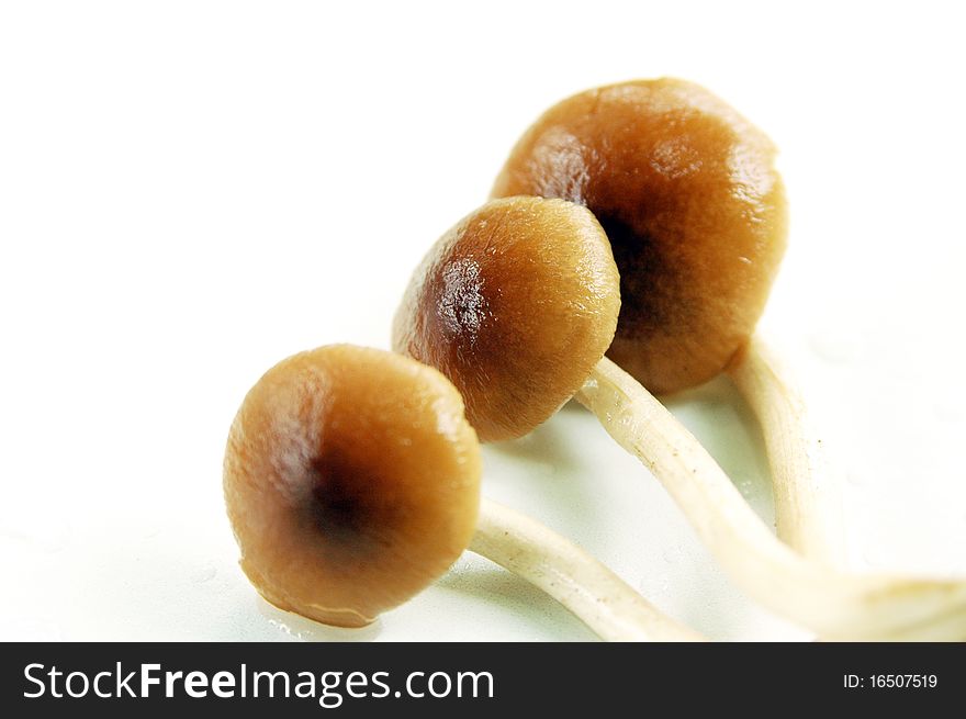 Honey mushrooms