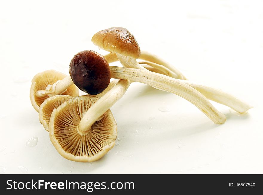 Honey Mushrooms