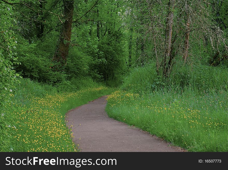 A flower lined path into the woods. A flower lined path into the woods