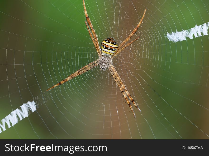 Close up of a spider at her web. Close up of a spider at her web.