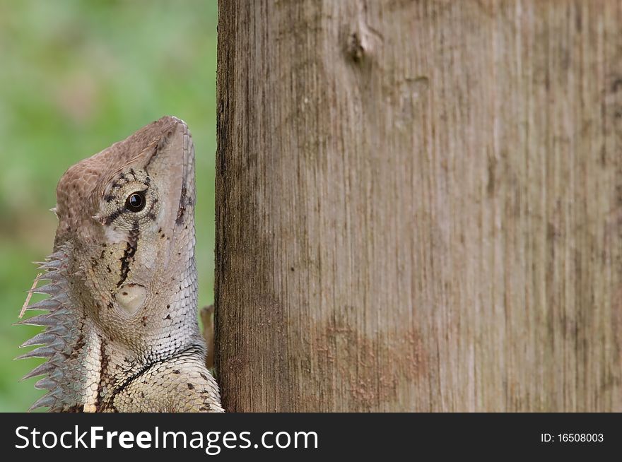 Close-up Chameleon on tree trunk. Close-up Chameleon on tree trunk.