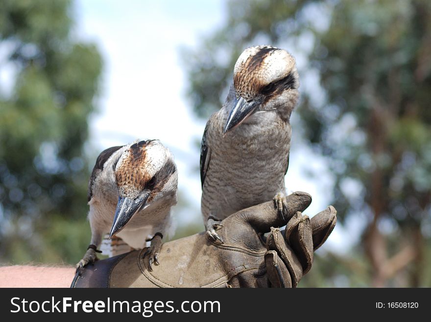 A blue-winged kookaburra on display at a birds of prey show on Kangaroo Island in Australia. A blue-winged kookaburra on display at a birds of prey show on Kangaroo Island in Australia.