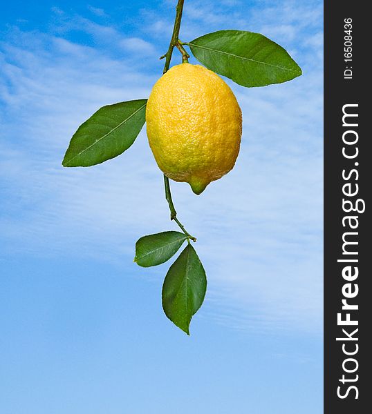 Lemon on branch with sky  background