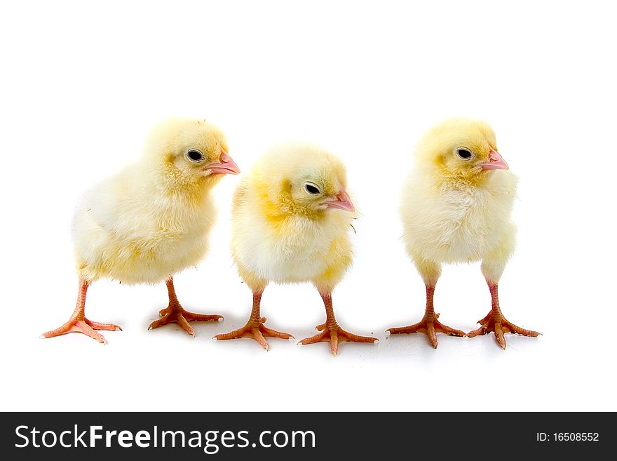 Yellow chickens isolated on a white background