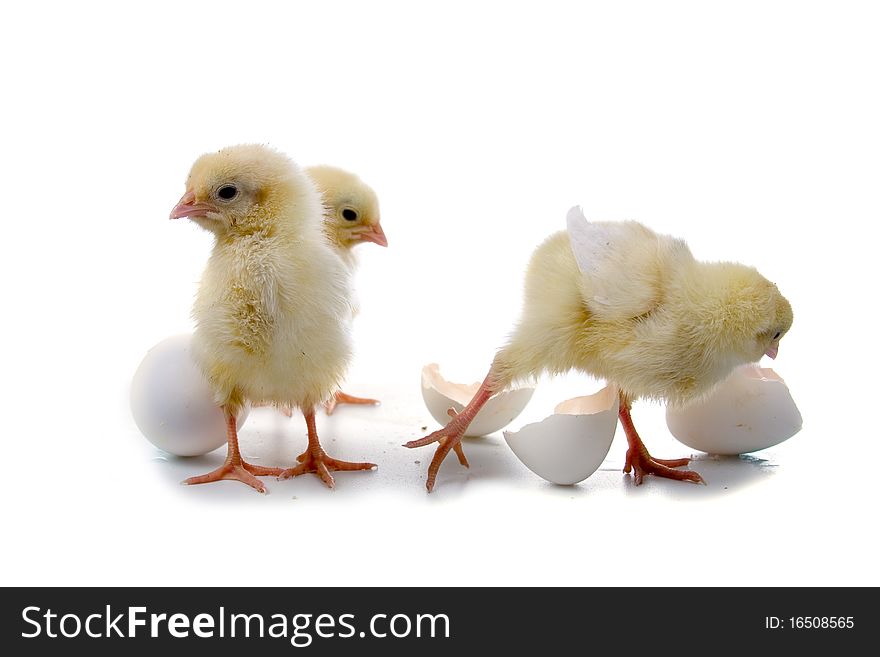 Yellow chickens isolated on a white background