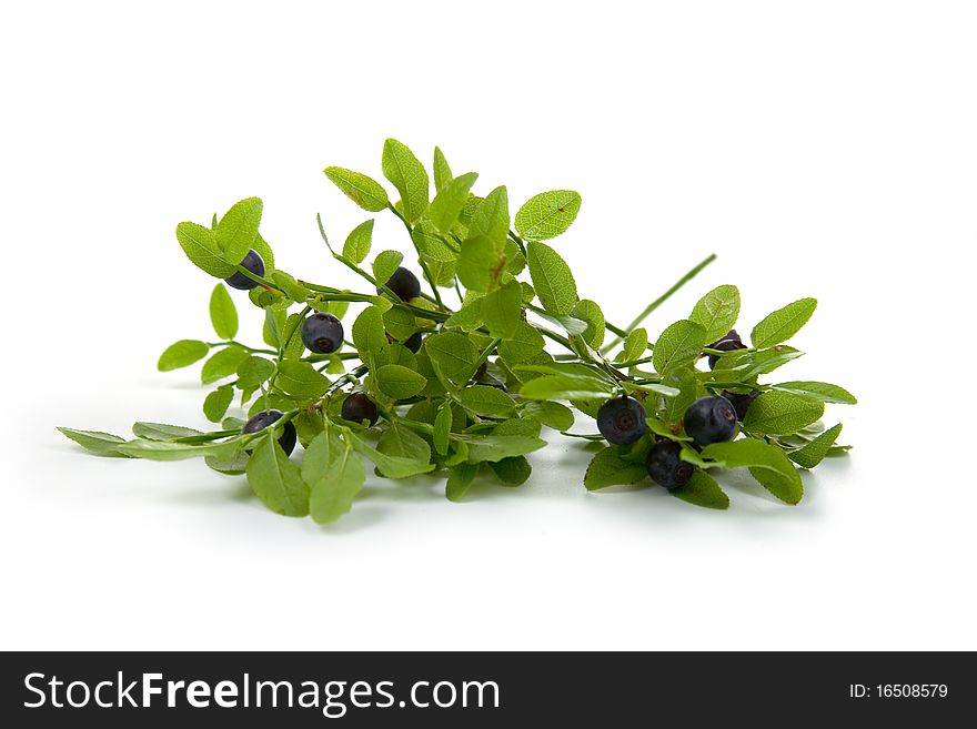 Blueberries isolated on a white background