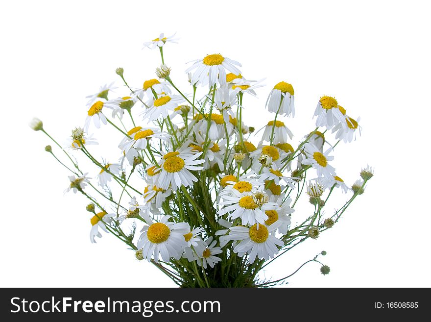 Chamomiles isolated on a white background