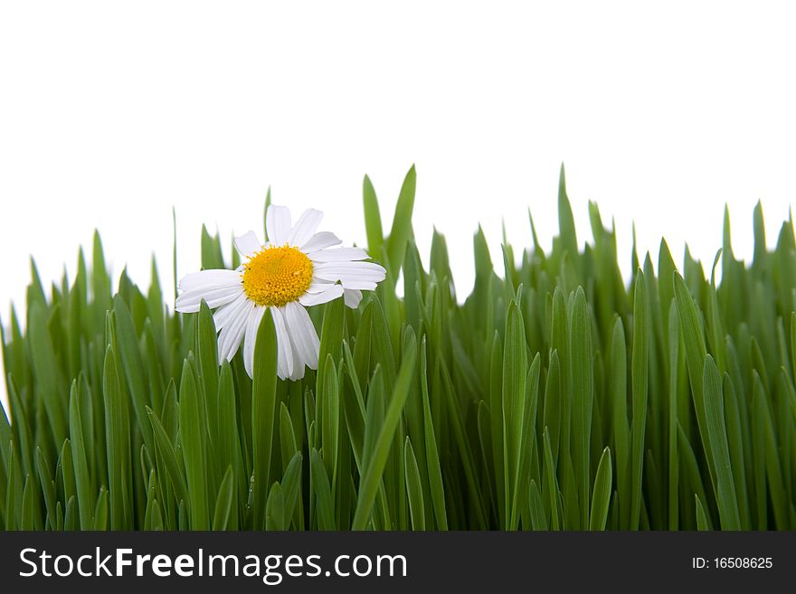 Chamomile and green grass on white background