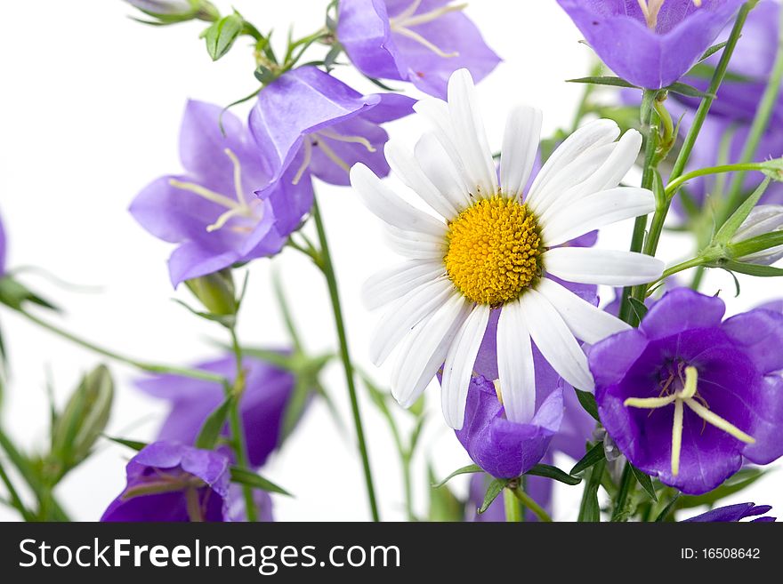 Chamomile and campanulas on a white background, summer flower