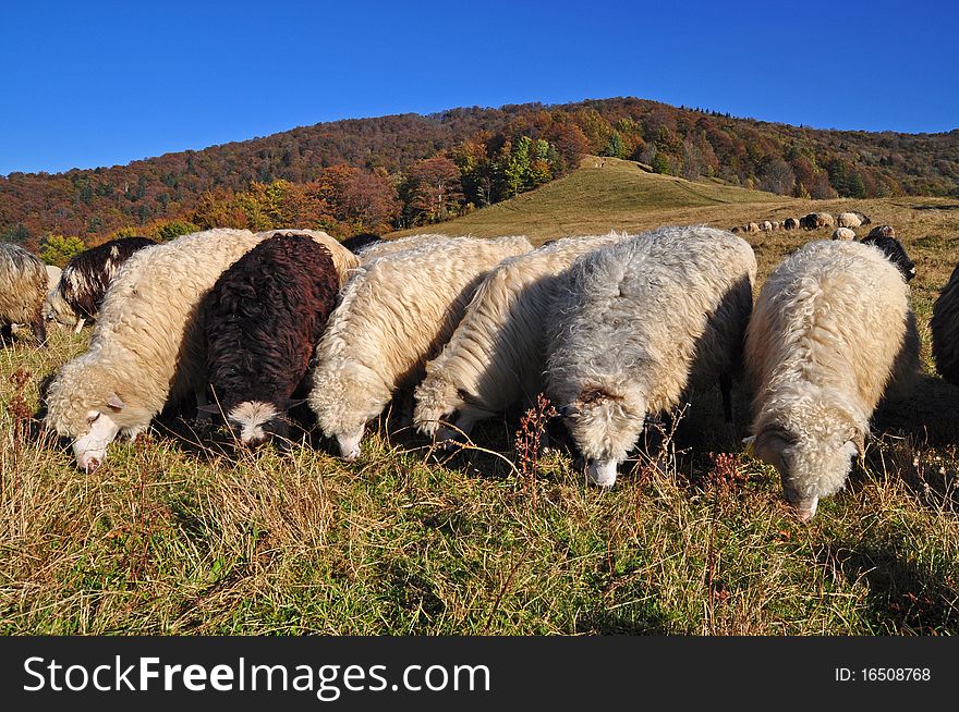 Sheeps on a hillside in an autumn landscape under the dark blue sky. Sheeps on a hillside in an autumn landscape under the dark blue sky.