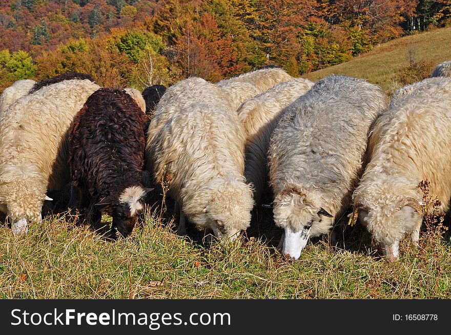 Sheeps On A Hillside.