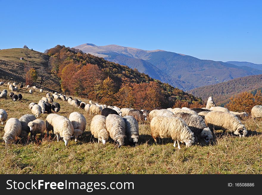 Sheeps on a hillside in an autumn landscape under the dark blue sky. Sheeps on a hillside in an autumn landscape under the dark blue sky.