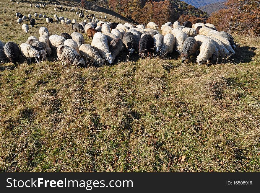Sheeps on a hillside in an autumn landscape under the dark blue sky. Sheeps on a hillside in an autumn landscape under the dark blue sky.