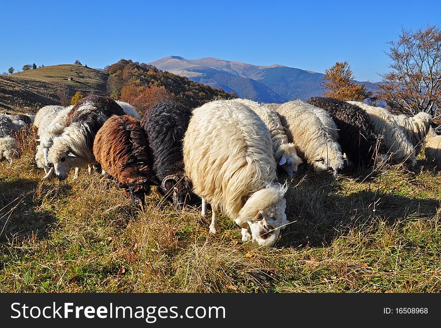 Sheeps on a hillside in an autumn landscape under the dark blue sky. Sheeps on a hillside in an autumn landscape under the dark blue sky.