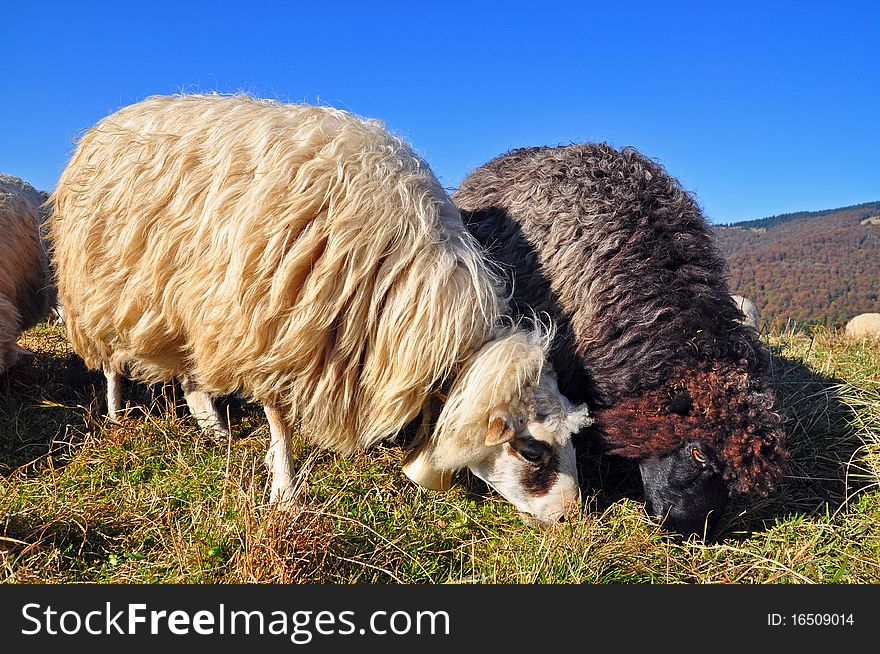 Sheeps on a hillside in an autumn landscape under the dark blue sky. Sheeps on a hillside in an autumn landscape under the dark blue sky.